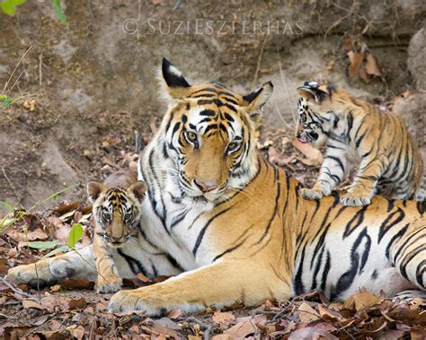 Tiger Mom And Cubs Photo Baby Animal Prints By Suzi