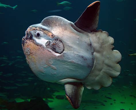 Ocean Sunfish Common Mola Mola Mola Display Full Image