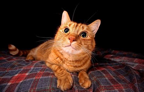 Orange Tabby Cat Cat Animals Eyes Hd Wallpaper Wallpaper Flare