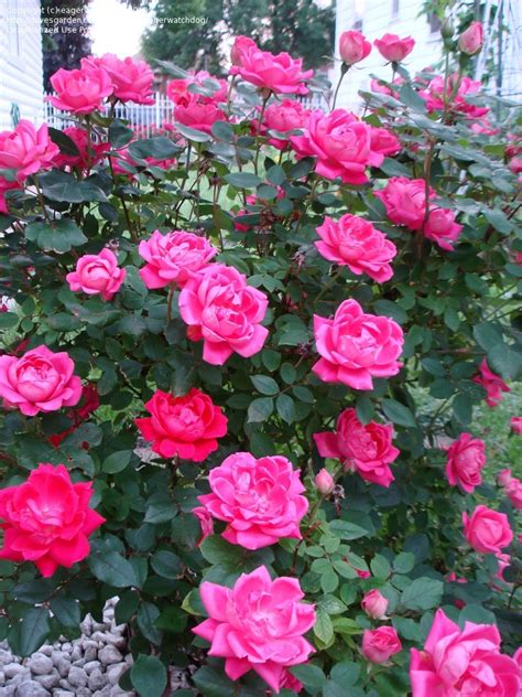 Double Pink Knockout Rose The Tree Center