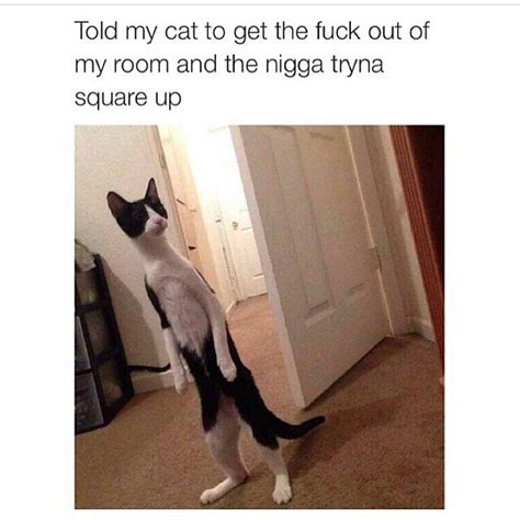 Irti Funny Picture 9037 Tags Black Twitter Cat Square Up Get Out My Room Standing Up