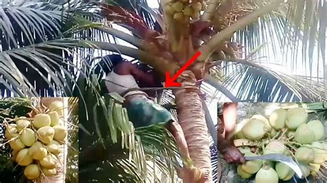 Amazing Harvesting And Processing Coconut In India Coconut Tree