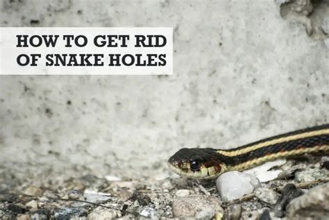 How To Get Rid Of Snake Holes In Your Yard 10 Tips