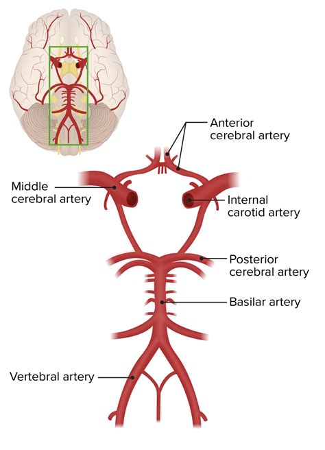 Vertebral Artery Supplies Which Part Of The Brain