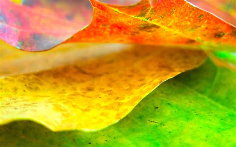 Leaf Autumn Dry Close Up Hd Wallpaper Wallpaper Flare