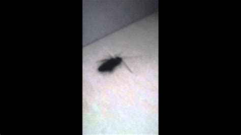 dancing cockroach youtube