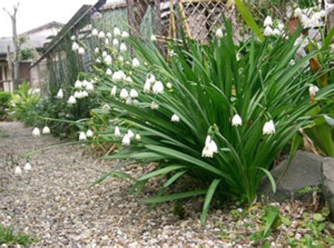 Plant Summer Snowflake Or Snowdrops This Fall In 2021 Cool Plants