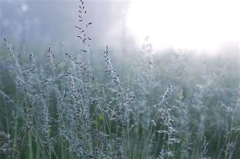 Meadow Fescue Grass Covered With Dew In The Morning Stock Image Image