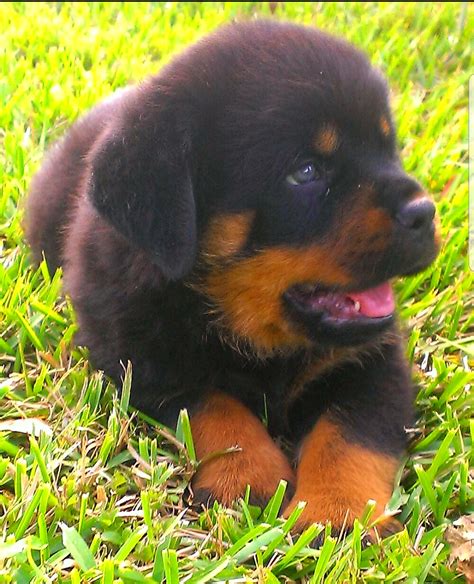 Rottweiler Puppies For Sale | Miami, FL #229621 | Petzlover