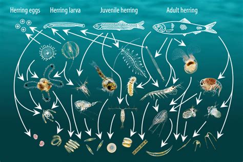 Zeiss Microscopes Reveal The Hidden World Of Marine Plankton