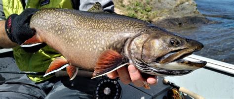 Fly Fishing For Brook Trout Superior Country Fishing And Hunting