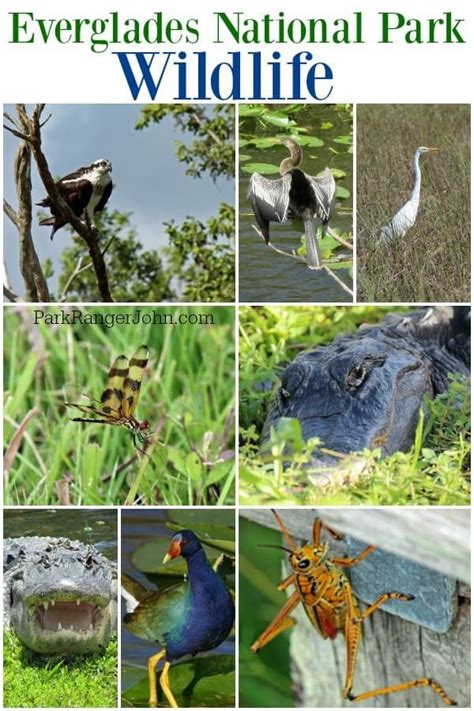 Everglades National Park Wildlife In Florida What Animals You Can See