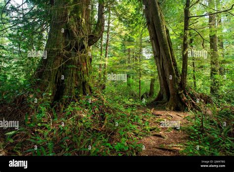 A Big Tree Trail In The Forest Of The Meares Island Tofino Bc Canada