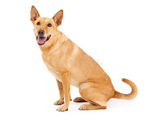 Carolina Dog Sitting Profile Stock Image Image Of Friendly Shot