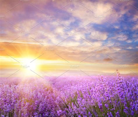 Ad Sunset Lavender Field By Romantic Vintage Flowers On