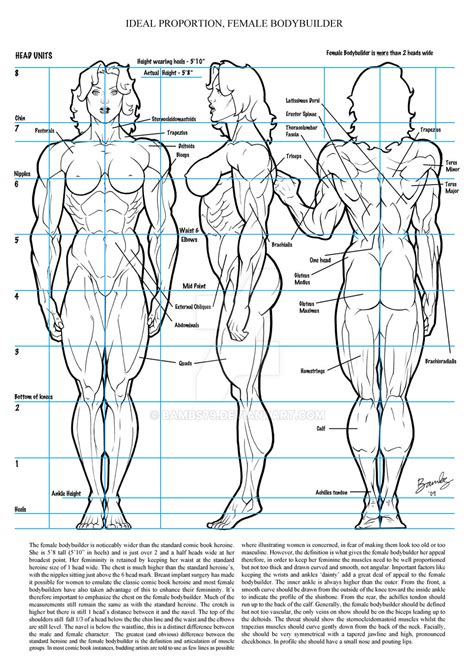 Female Muscle Ideal Proportion By Bambs On Deviantart