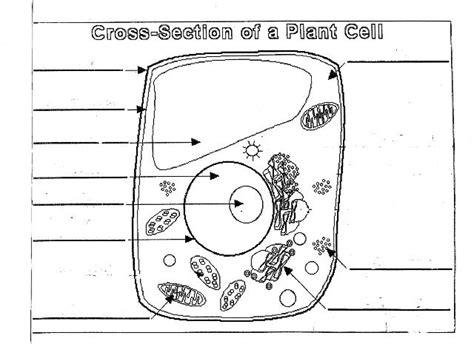 Plant And Animal Cell Diagram Unlabeled Simple Functions And Diagram