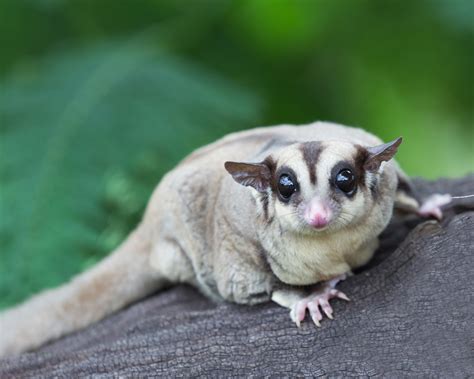 10 Rare Exotic Animal Inspiration Shutterstock