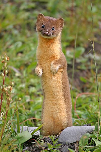 5000 Pictures Of Weasels Stock Photos Pictures And Royalty Free Images