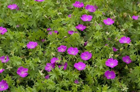 It primarily blooms in late spring with additional sporadic bloom usually occurring throughout summer. Geranium sanguineum 'New Hampshire Purple' Cranesbill from ...