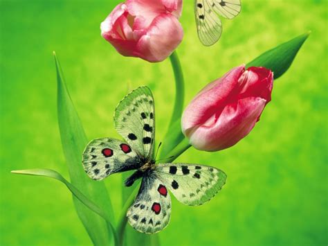 49 Free Live Butterfly Wallpapers