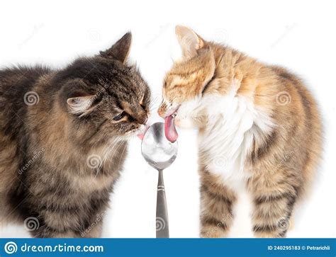 Two Cats Licking Yoghurt From Spoon Face To Face Stock Image Image