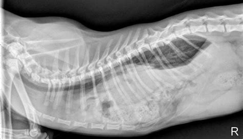 Diaphragmatic Hernia In Cats Cat World