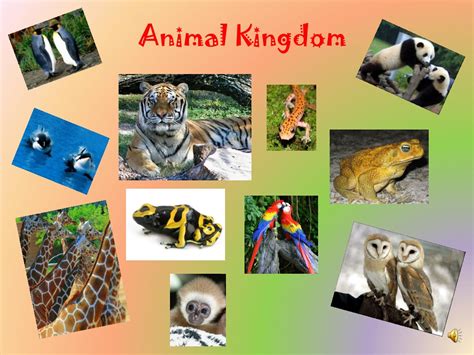 Ppt Animal Kingdom Powerpoint Presentation Free Download Id9112631