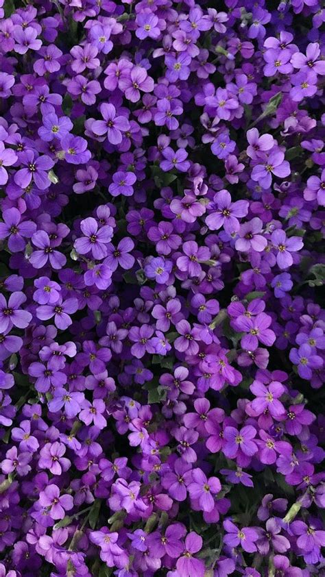Purple Flowers Wallpaper Purple Wallpaper Iphone Free Phone Wallpaper