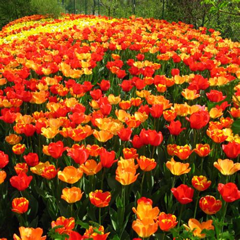 Regalare un mazzo di fiori a qualcuno è uno dei gesti più calorosi e apprezzabili che possano esserci. Tulipani
