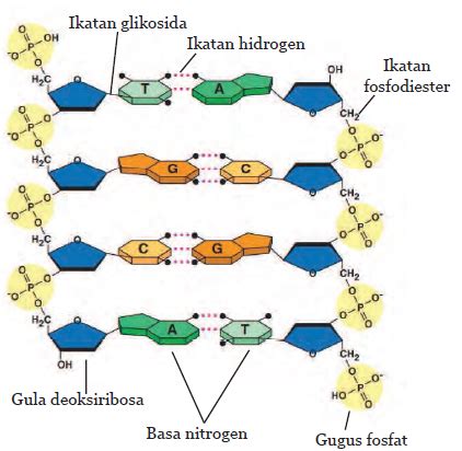 Struktur Dna Disusun Oleh Nukleotida Yang Tersusun Atas Berbagi