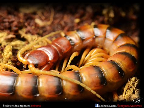 Scolopendra Gigantea Robusta Peruvian Giant Yellow Leg Centipede