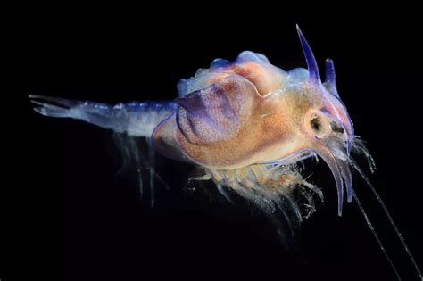 Les Aliens Des Profondeurs Créature De Mer Profonde Belles Créatures