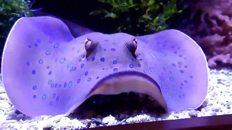 9 Foot Reef Tank With Stingray Amazing Aquarium Youtube