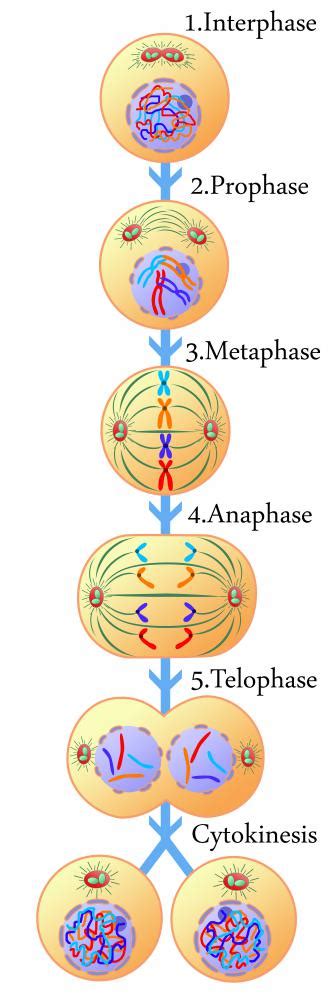 What Is The Relationship Between The Nucleus And Cytoplasm