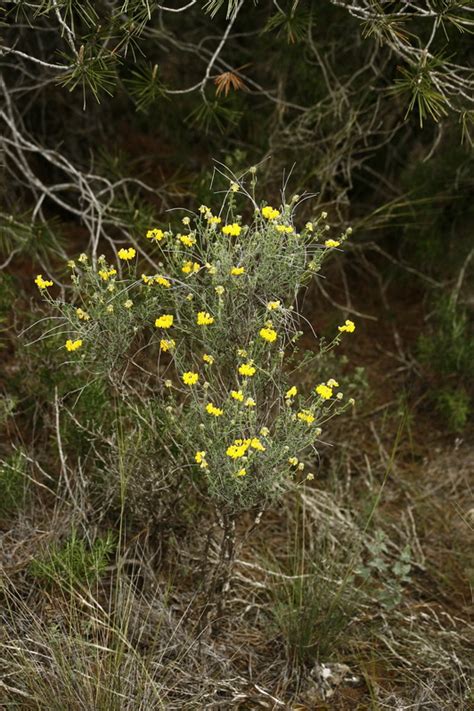 Coronilla Minima Lotoides Flores Silvestres De Aragón