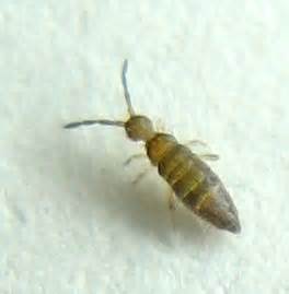Bedbugs know where to hide to avoid detection, they can live for months between meals, and a healthy female can lay 500 eggs in her lifetime. Springtail - Willowsia buski - BugGuide.Net