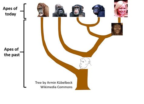 Episode 18 Human Evolution Common Descent