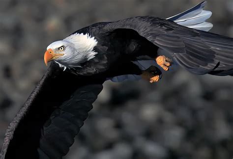 Eagle Flight 2 Photograph By Evergreen Photography