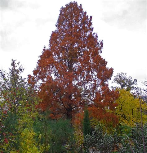 Buy Metasequoia Glyptostroboides Dawn Redwood Tree Delivery By