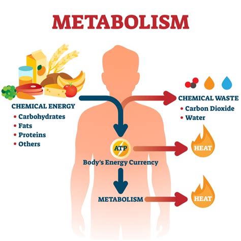 Metabolism — Lesson Science Cbse Class 10