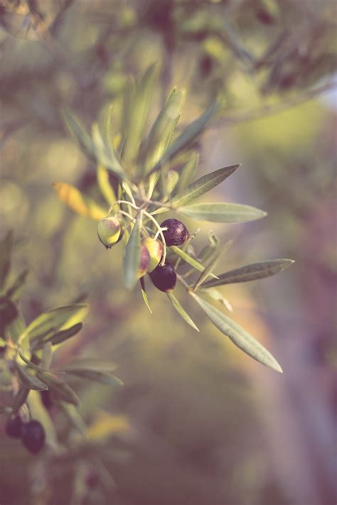 Olives Olive Tree Branch Free Photo On Pixabay Pixabay