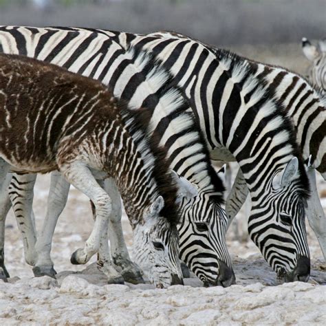 Zebra For Sale South Africa Elenor Krause