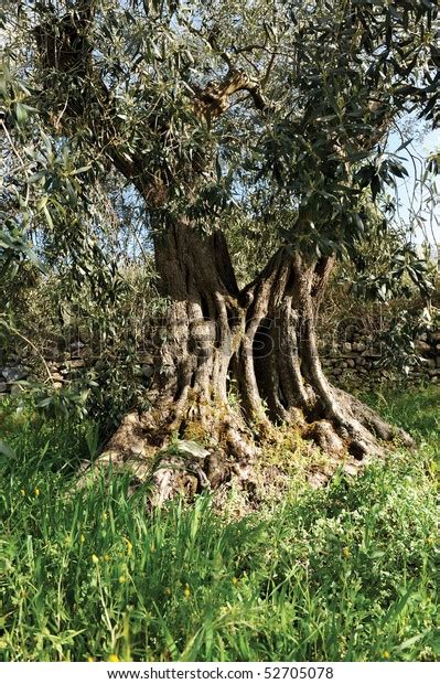 Centenarian Olive Tree Wood Stock Photo 52705078 Shutterstock