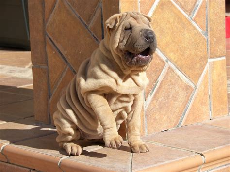 See more of mastin napolitano on facebook. Los perros mas destacados parte 9 - Taringa!