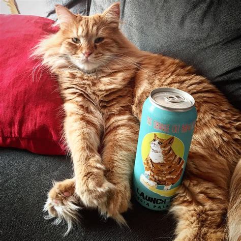 Dexter Fat Orange Cat Brew Co