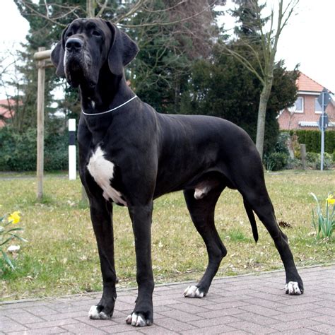 Great Dane Aka German Mastiff Deutsche Dogge Dane Dog Great Dane