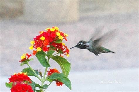 Create A Hummingbird Garden In A Container