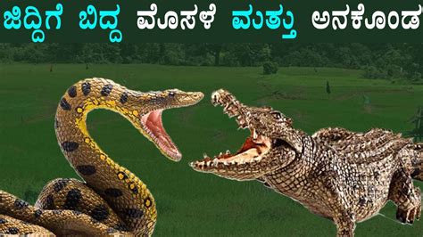 Anaconda Vs Crocodile Fight Youtube