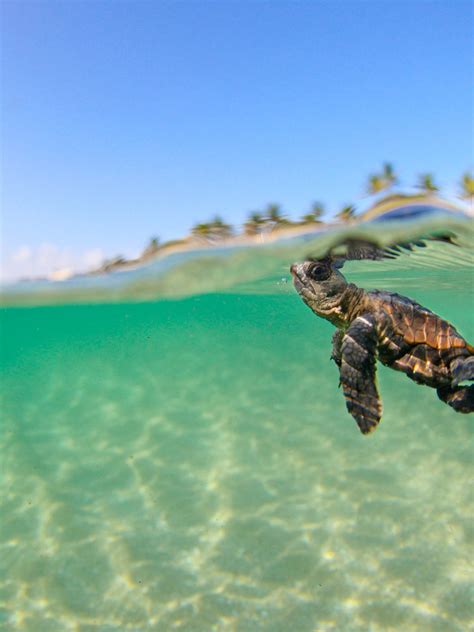 Free Download Sea Turtle Picture Animal Wallpaper National Geographic